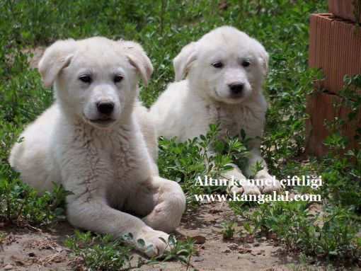  akbaş kangal yavrusu satışları